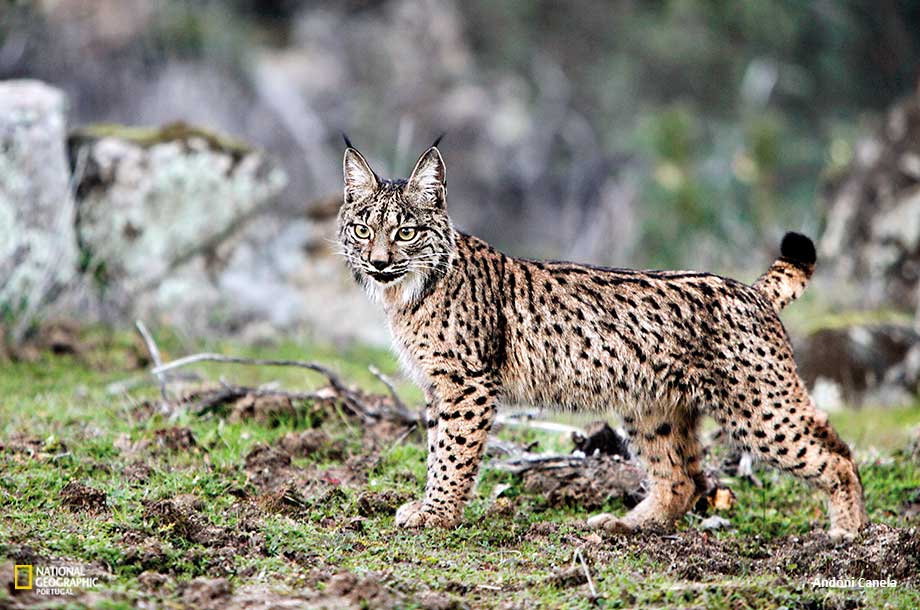 Lince Ibérico